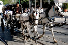 Saint John (New Brunswick) Horse Drawn Carriage